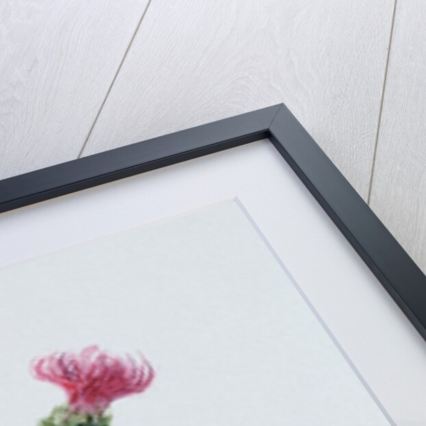 Scottish thistle by Nell Hill