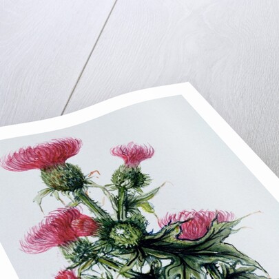 Scottish thistle by Nell Hill
