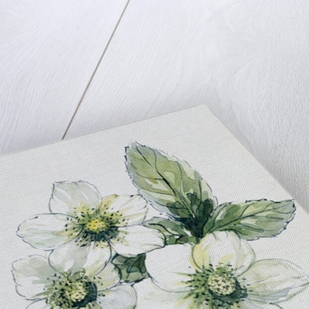 Christmas rose by Nell Hill