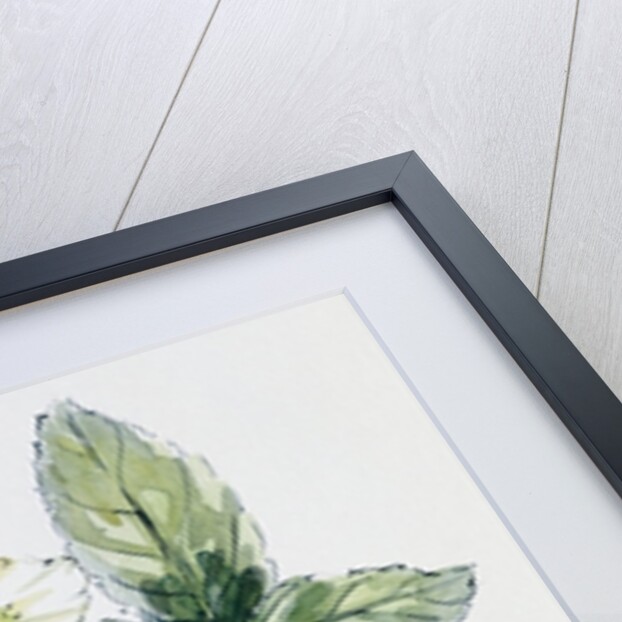 Christmas rose by Nell Hill