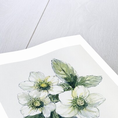 Christmas rose by Nell Hill