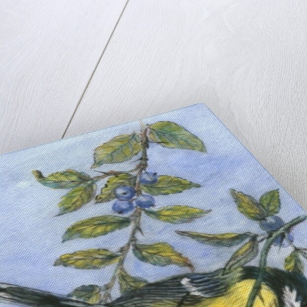 Tit in blackthorn and sloe by Nell Hill