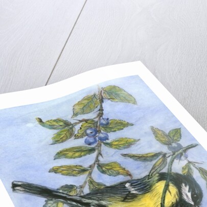 Tit in blackthorn and sloe by Nell Hill