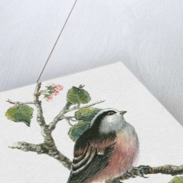 Long tailed tit and cherry blossom by Nell Hill