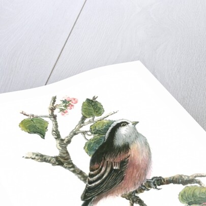 Long tailed tit and cherry blossom by Nell Hill