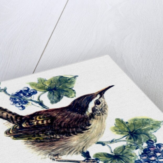 Wren in the ivy by Nell Hill