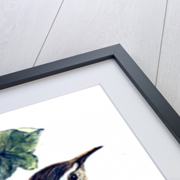 Wren in the ivy by Nell Hill