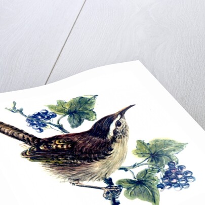 Wren in the ivy by Nell Hill