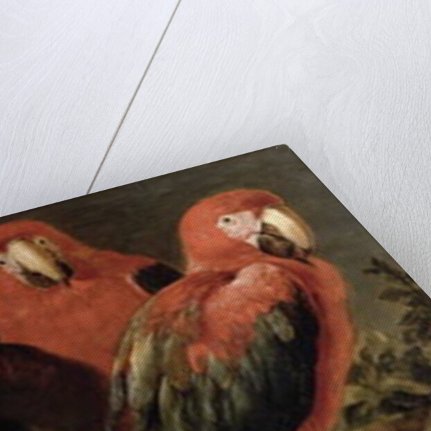 Macaws and Parrots by Frans Snyders or Snijders