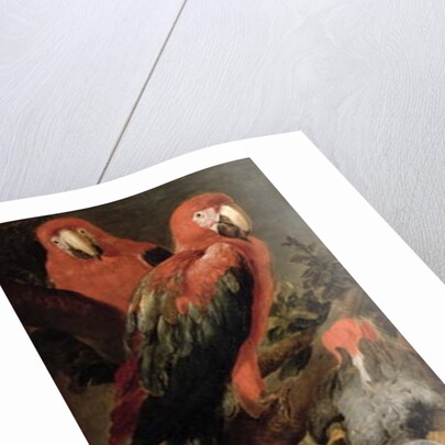 Macaws and Parrots by Frans Snyders or Snijders