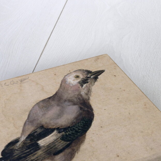 A Jay by Benedetto Luti