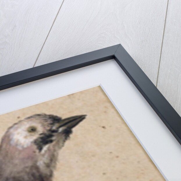 A Jay by Benedetto Luti