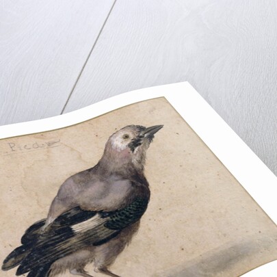 A Jay by Benedetto Luti