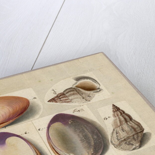 Clam and Sea Snail: Venus Mercenaria Linnaei, Buccino glacioli Linnaei, 1785 by German School