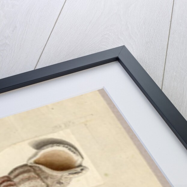 Clam and Sea Snail: Venus Mercenaria Linnaei, Buccino glacioli Linnaei, 1785 by German School