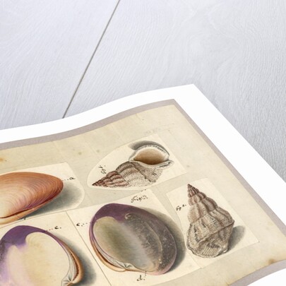 Clam and Sea Snail: Venus Mercenaria Linnaei, Buccino glacioli Linnaei, 1785 by German School