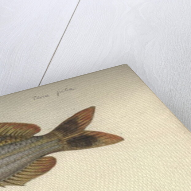 Perca juba, before 1792 by Johann Friedrich Hennig