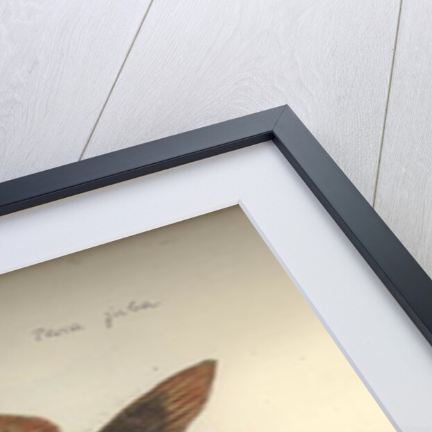 Perca juba, before 1792 by Johann Friedrich Hennig