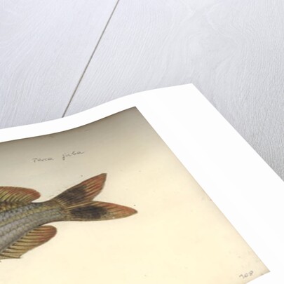 Perca juba, before 1792 by Johann Friedrich Hennig