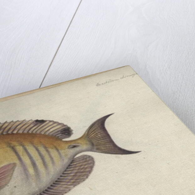 Chaetodon chirurgus, before 1787 by Friedrich August Kruger