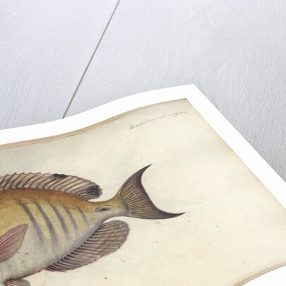 Chaetodon chirurgus, before 1787 by Friedrich August Kruger