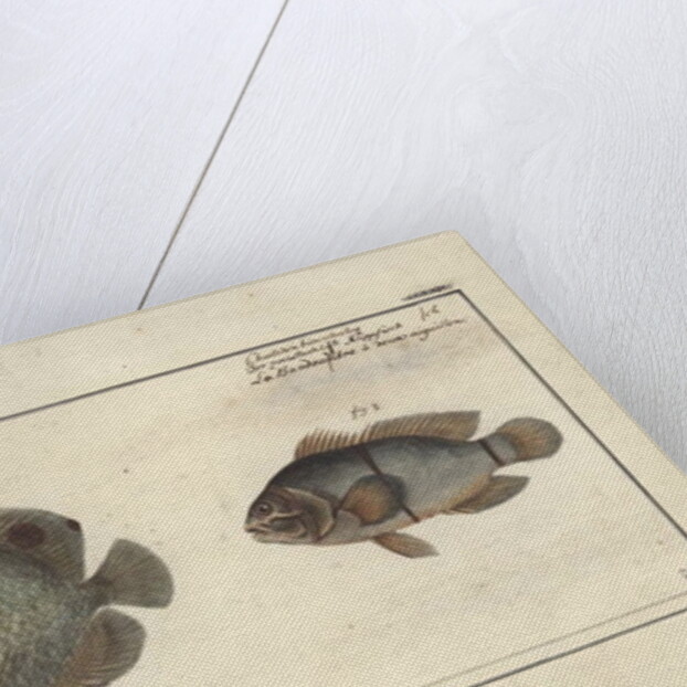 Chaetodon ocellatus, before 1790 by Friedrich August Kruger