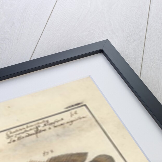 Chaetodon ocellatus, before 1790 by Friedrich August Kruger