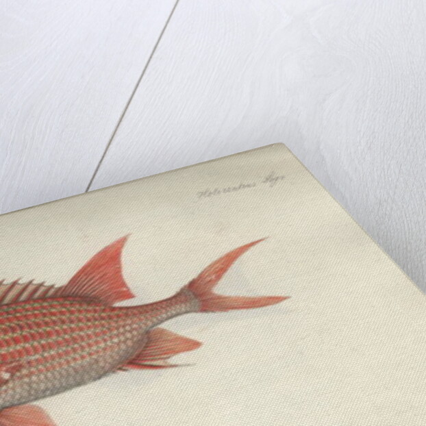 Holocentrus ascensionis, before 1790 by German School