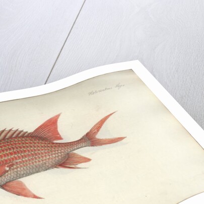 Holocentrus ascensionis, before 1790 by German School