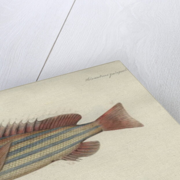 Lutjanus quinquelineatus, before 1790 by Johann Friedrich Hennig