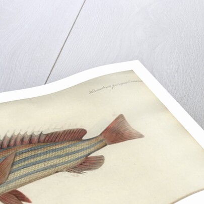 Lutjanus quinquelineatus, before 1790 by Johann Friedrich Hennig