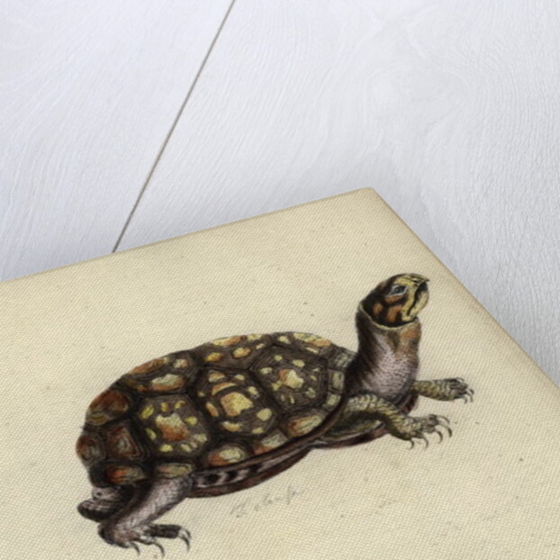 Terrapene carolina, by Friedrich Zehelein by Daniel Friedrich Sotzmann