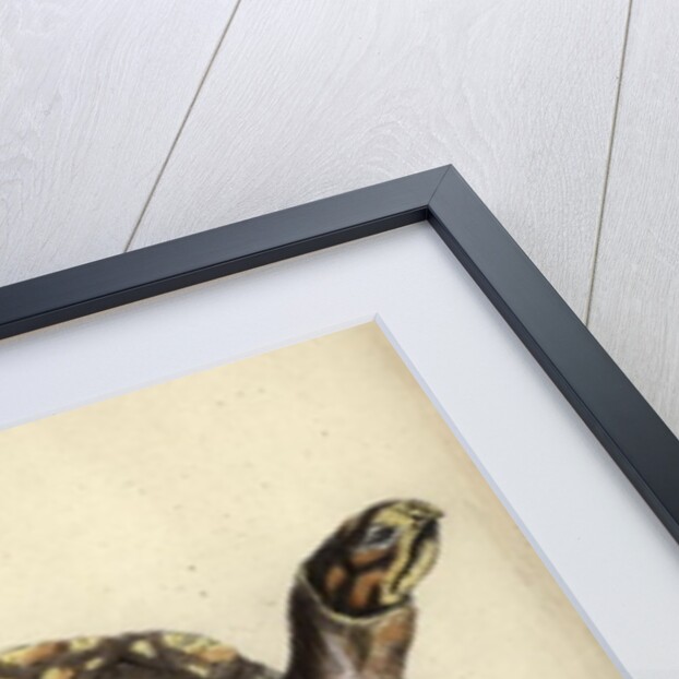 Terrapene carolina, by Friedrich Zehelein by Daniel Friedrich Sotzmann