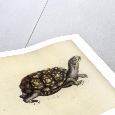 Terrapene carolina, by Friedrich Zehelein by Daniel Friedrich Sotzmann