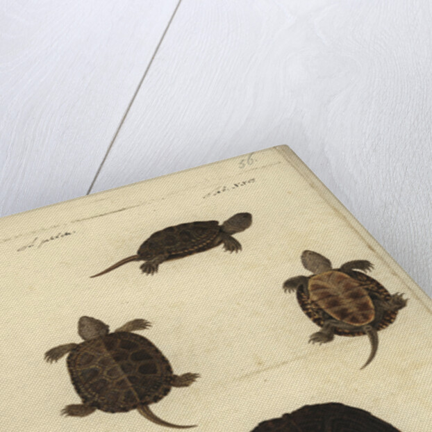 Emys orbicularis, before 1801 by Friedrich Wilhelm Wunder