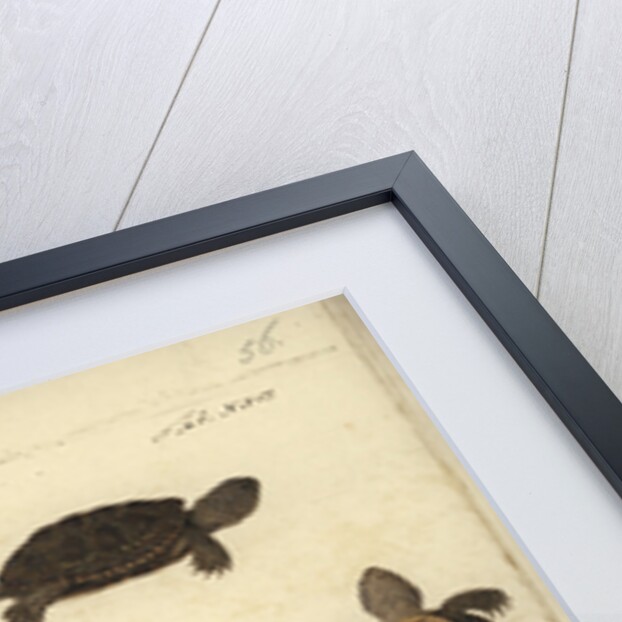 Emys orbicularis, before 1801 by Friedrich Wilhelm Wunder