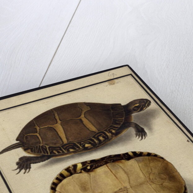 Chrysemys picta, before 1792 by Friedrich Wilhelm Wunder