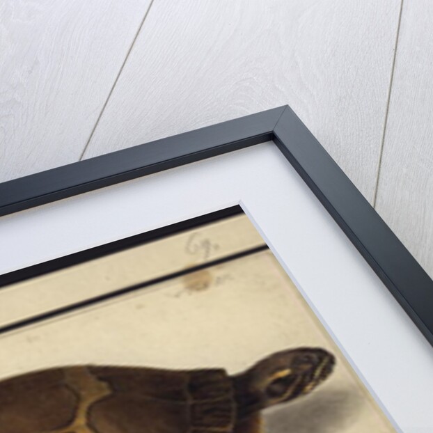 Chrysemys picta, before 1792 by Friedrich Wilhelm Wunder