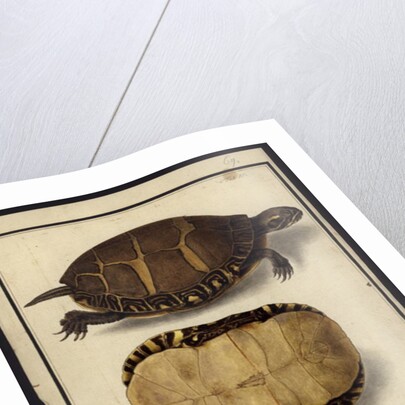 Chrysemys picta, before 1792 by Friedrich Wilhelm Wunder