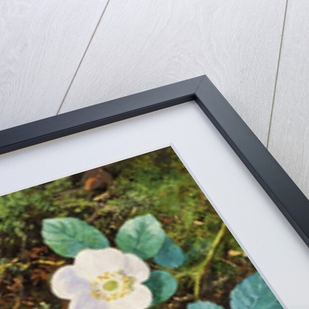 Still Life by William Cruikshank