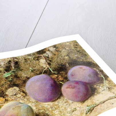 Ripe and Unripe Plums, c.1860 by William Henry Hunt
