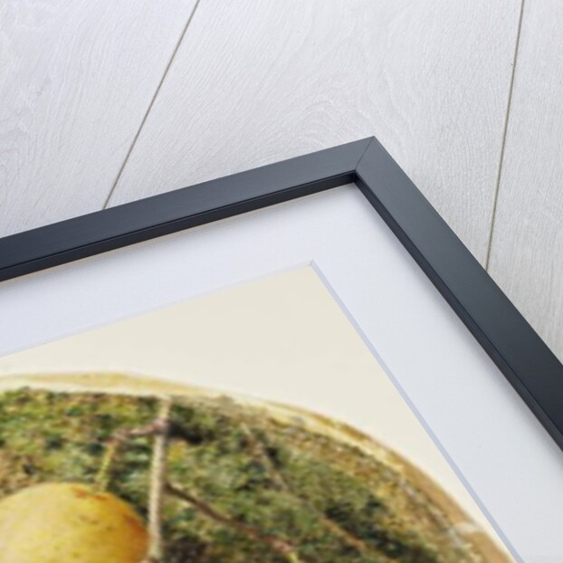 Golden Drop Plums and Black Grapes, c.1860 by William Henry Hunt