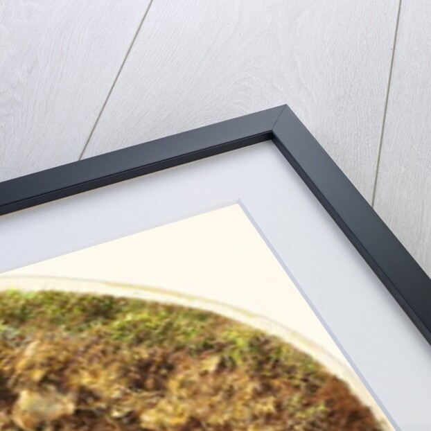 Purple Plums, Apricots and Woodnuts, c.1860 by William Henry Hunt