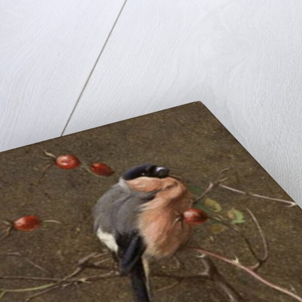 The Bullfinch by Edwin John Alexander