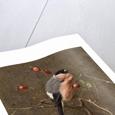 The Bullfinch by Edwin John Alexander