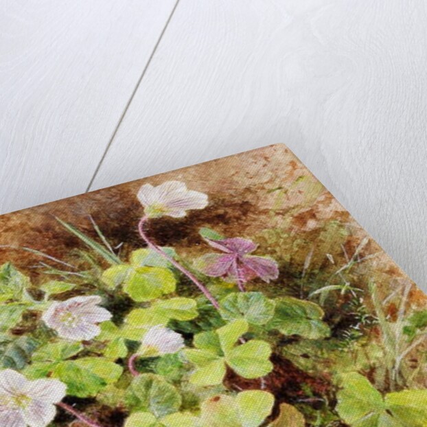 Sorrel and Shell, c.1865-74 by Helen Cordelia Coleman Angell