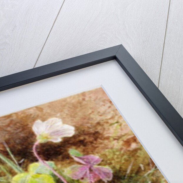 Sorrel and Shell, c.1865-74 by Helen Cordelia Coleman Angell