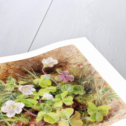 Sorrel and Shell, c.1865-74 by Helen Cordelia Coleman Angell