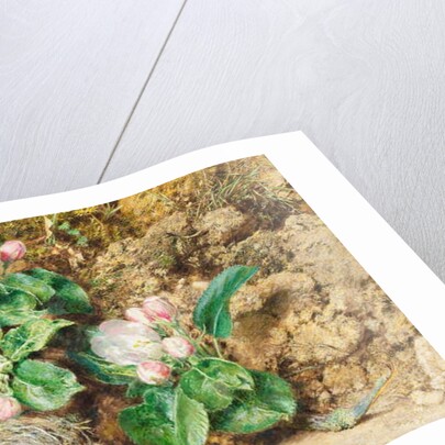 Bird's nest and apple blossom by William Henry Hunt