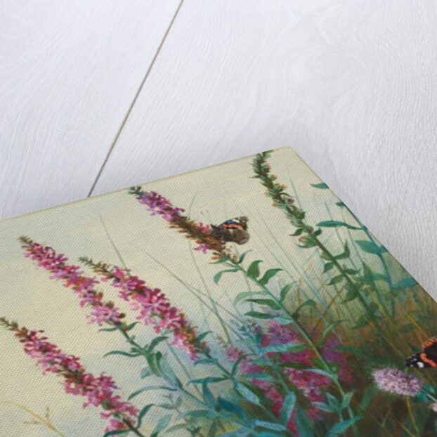 Purple Loosestrife and Watermint, c.1910-20 by Archibald Thorburn